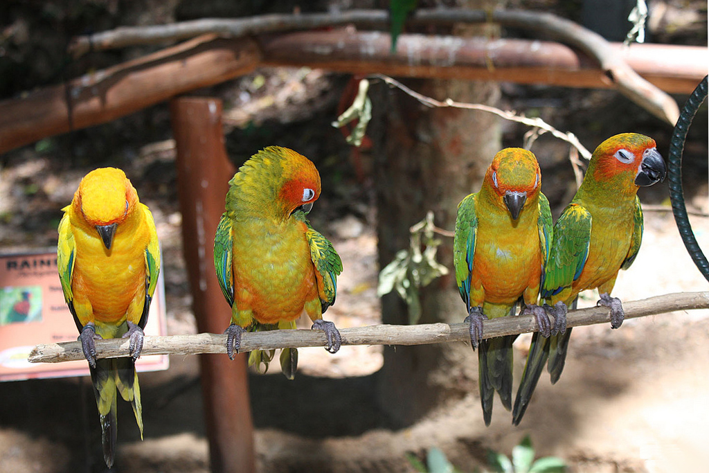 Daftar Harga Sun Conure